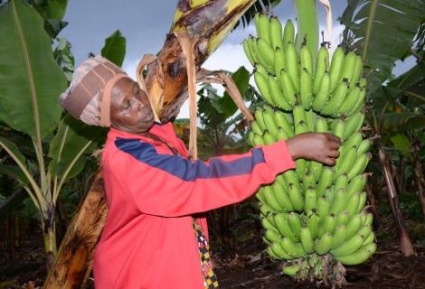 Mukaburezi,one of the the rightholders supported by ActionAid Rwanda,working in her banana plantation 