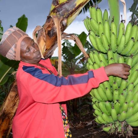 Mukaburezi,one of the the rightholders supported by ActionAid Rwanda,working in her banana plantation